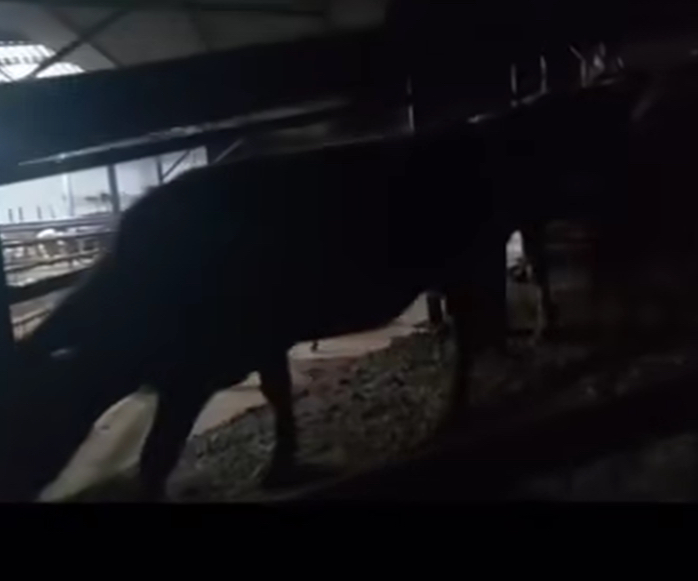 Incirliovada Jandarma Yakaladi Rekor Ceza Kesildi 615241 B639A0298Eaf65Bf0C64E07E2E281276