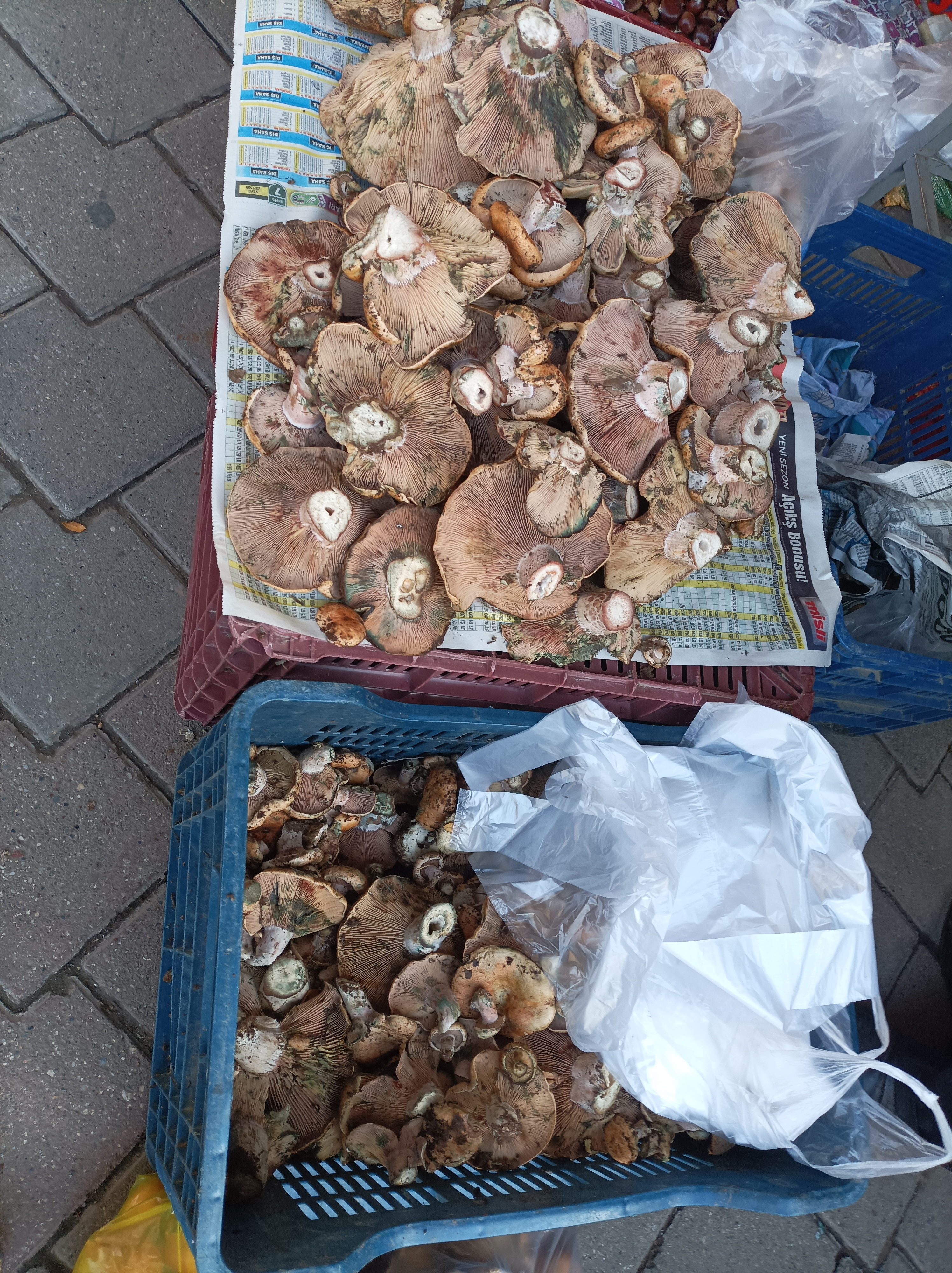 Karacasuda Cintarda Yok Yili Yagislarla Birlikte Cintar Da Azaldi 612617 28A6A8Bc9B226F7A67937883D34680F9