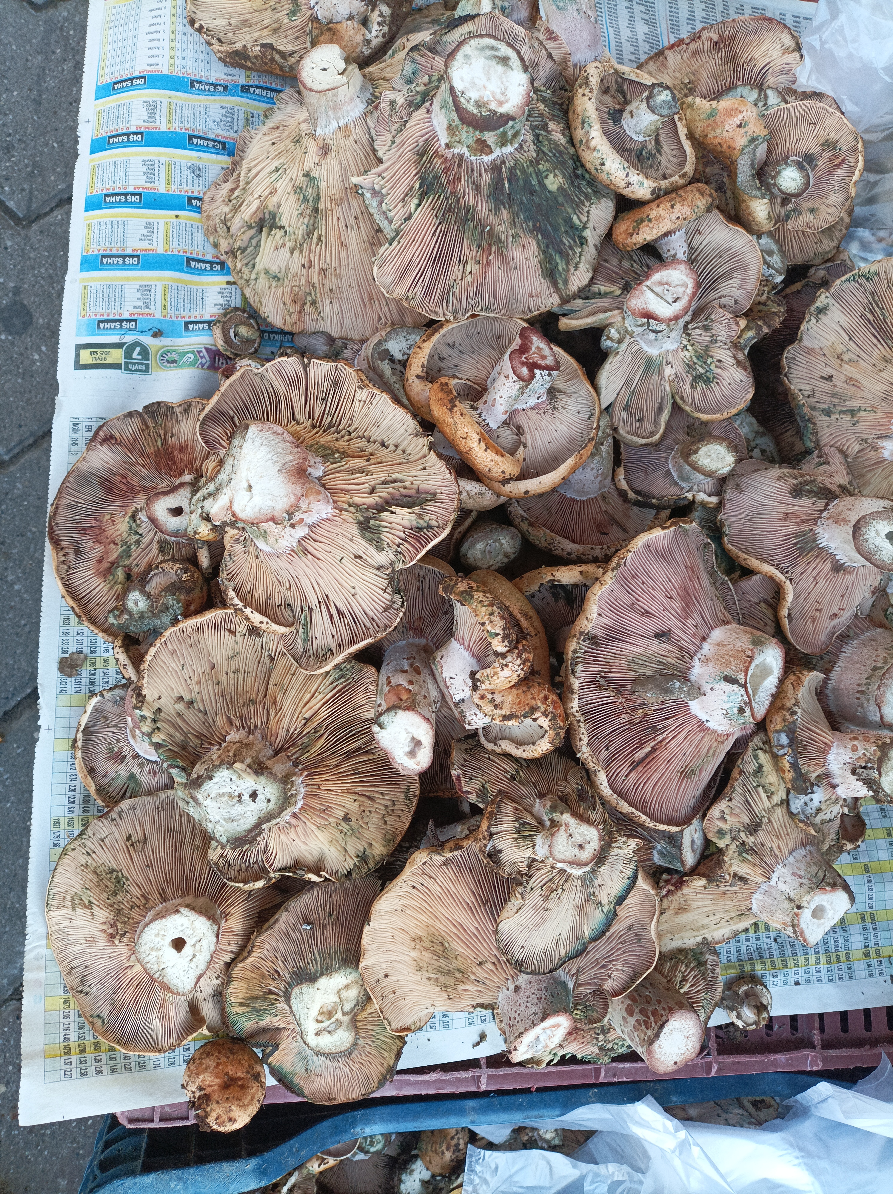 Karacasuda Cintarda Yok Yili Yagislarla Birlikte Cintar Da Azaldi 612617 37E724B4Bb48Dcd45C6Dd898C5E7559E