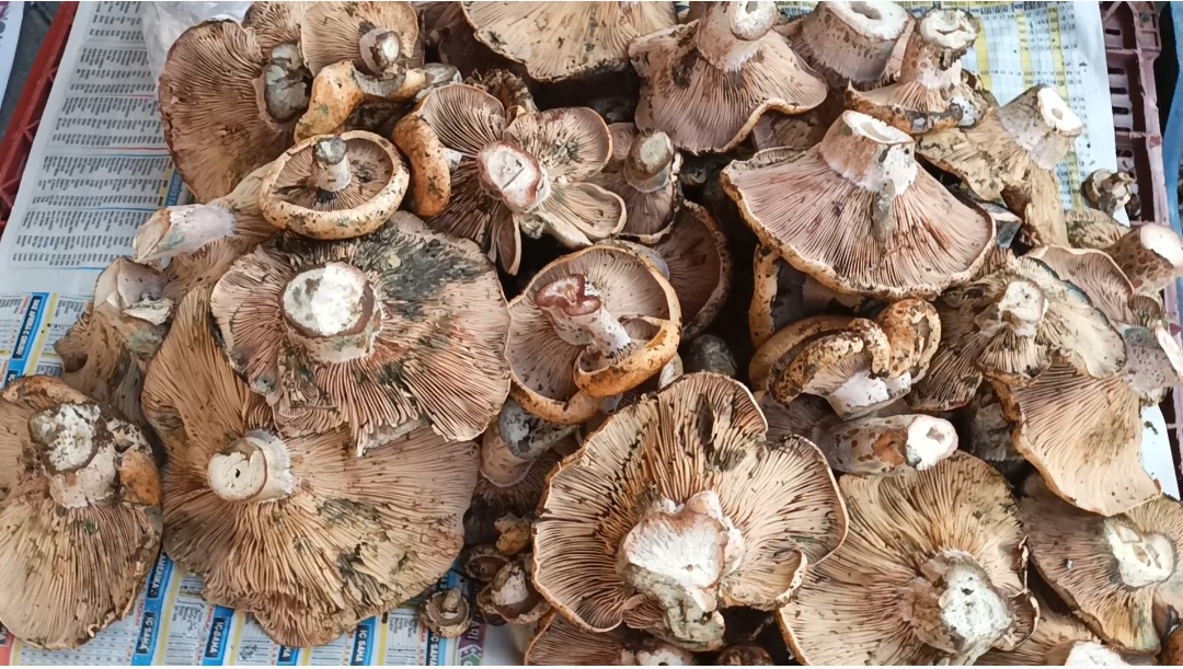 Karacasuda Cintarda Yok Yili Yagislarla Birlikte Cintar Da Azaldi 612617 F64Bd9Cb8A776176E062Dcb5918E61Da