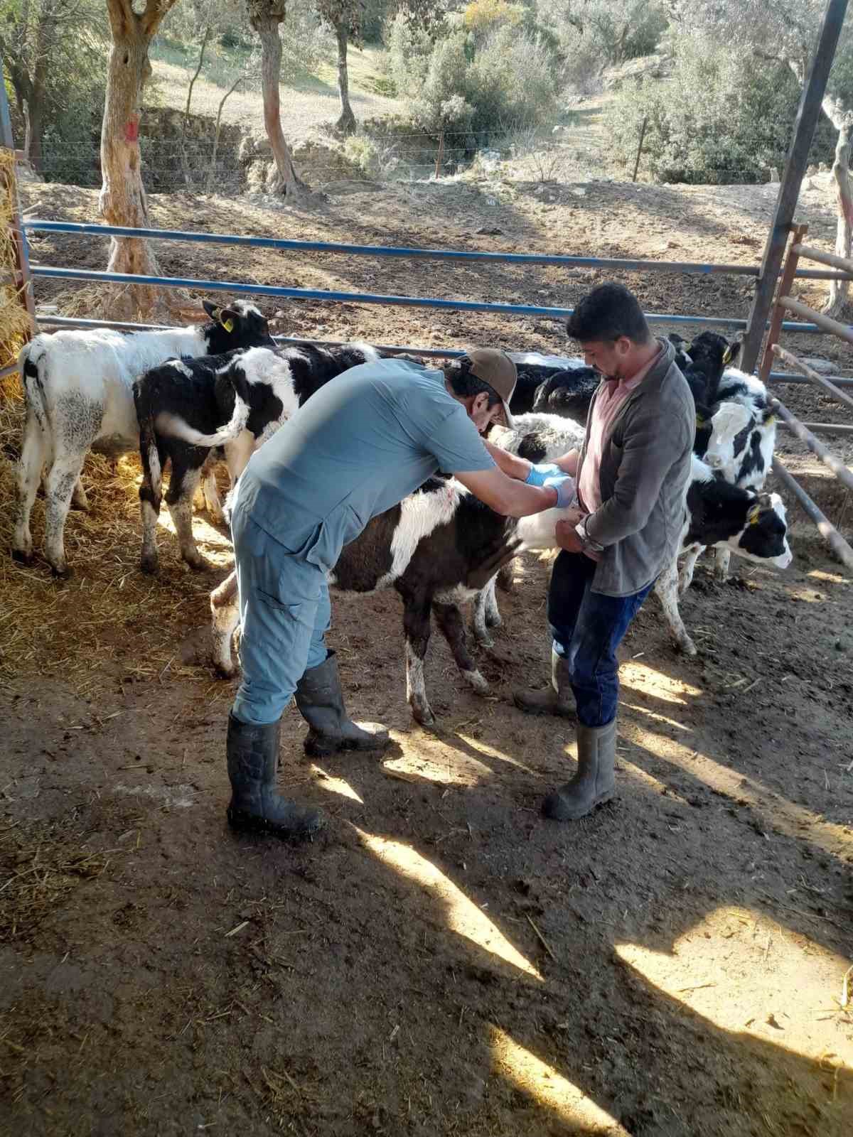 Karpuzluda Hayvan Sagligi Icin Calismalar Suruyor 9C3A7F8Ccfa42Aaf1Ccaa7D14E06D495