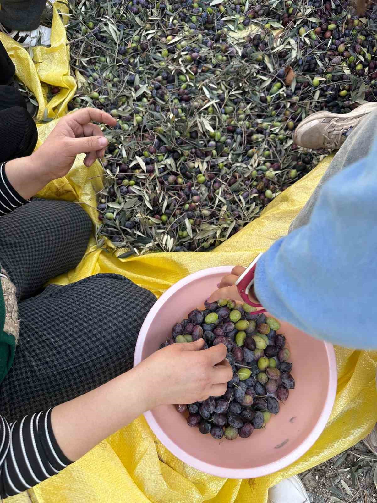 Minikler Zeytinin Agactan Sofraya Uzanan Seruvenini Uygulamali Ogrendi 01E0623B55C39B628C0C02702B651Acb