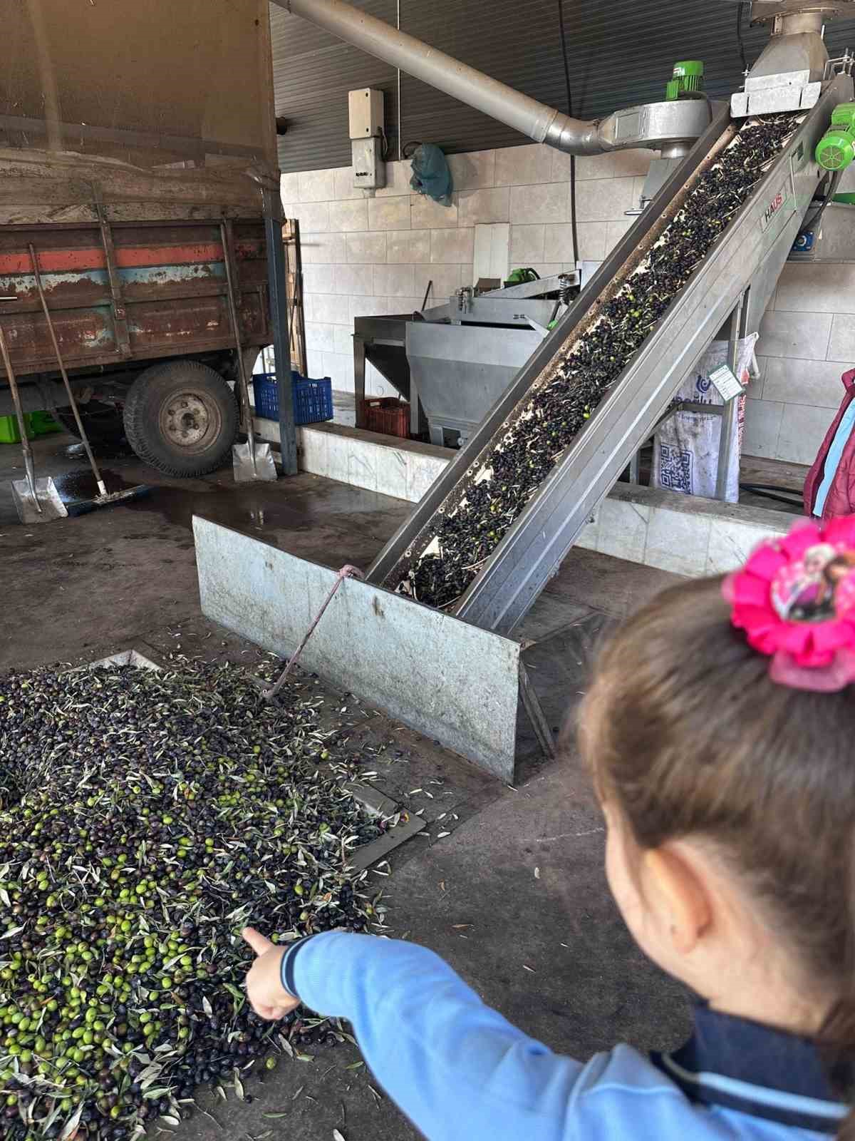 Minikler Zeytinin Agactan Sofraya Uzanan Seruvenini Uygulamali Ogrendi 11A505C401D889F857A62B8Aa124Add6