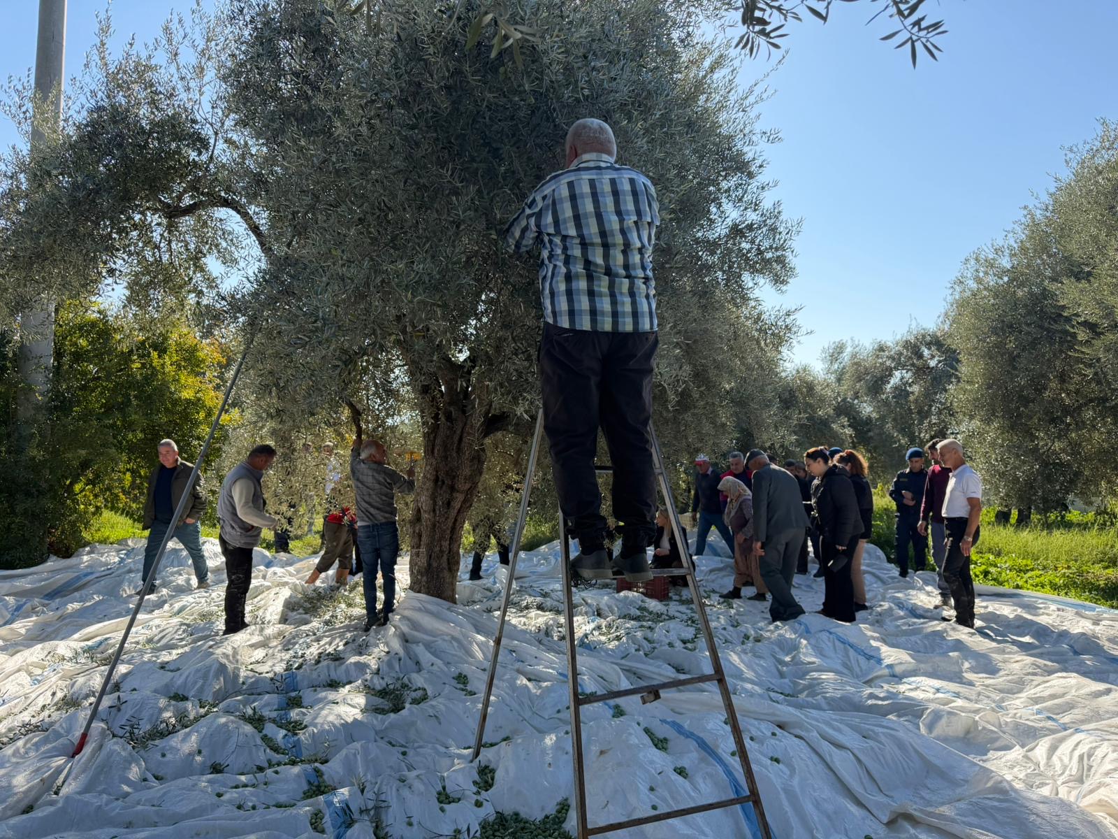 Nazillide Zeytin Sezonu Basladi Agaclardan Bereket Akiyor 614585 02D65F905D6C8C2F031C41E614B1Cf7E