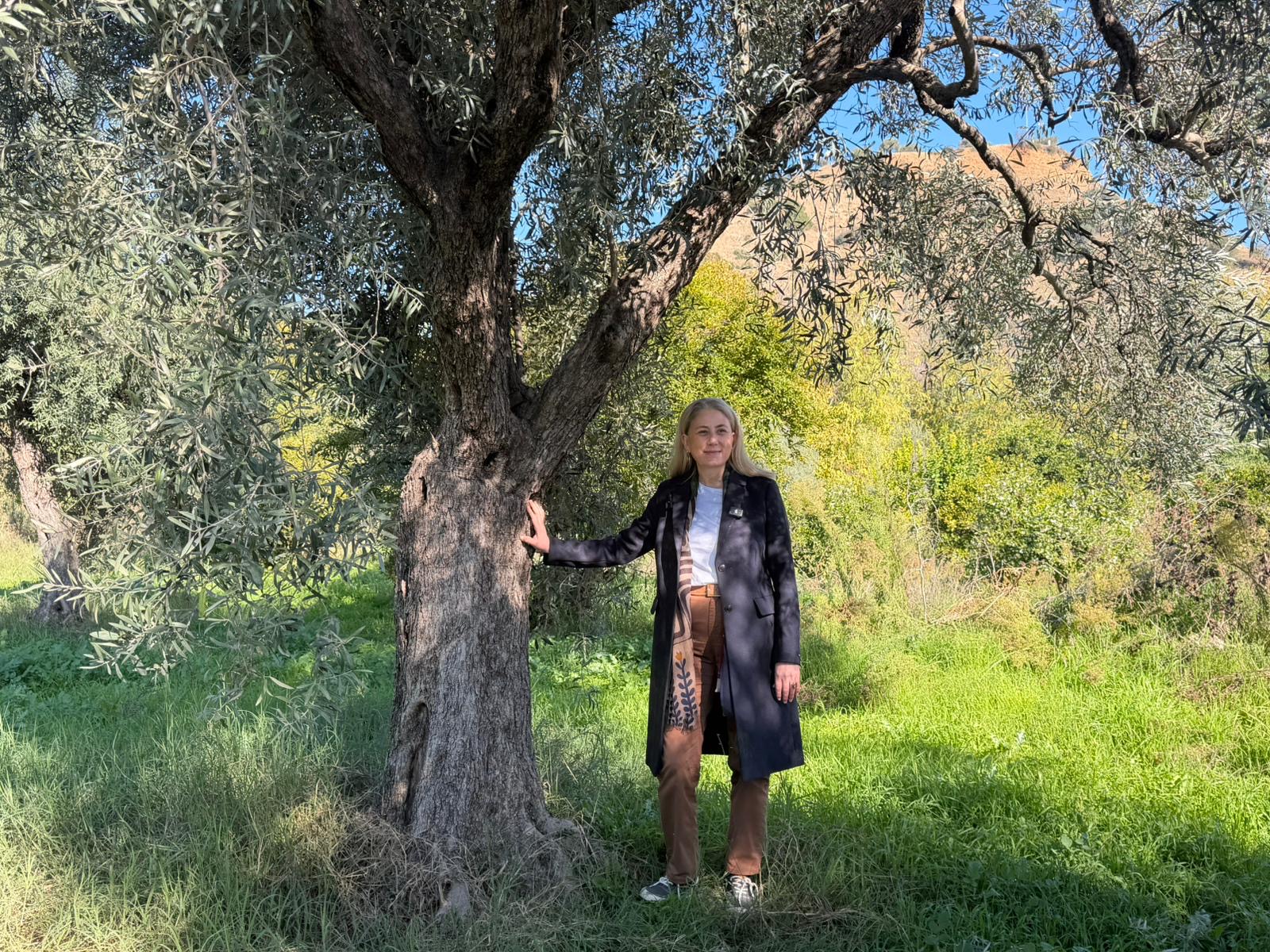 Nazillide Zeytin Sezonu Basladi Agaclardan Bereket Akiyor 614585 234E5D151Fe6C4606B73A0E51E5353Eb