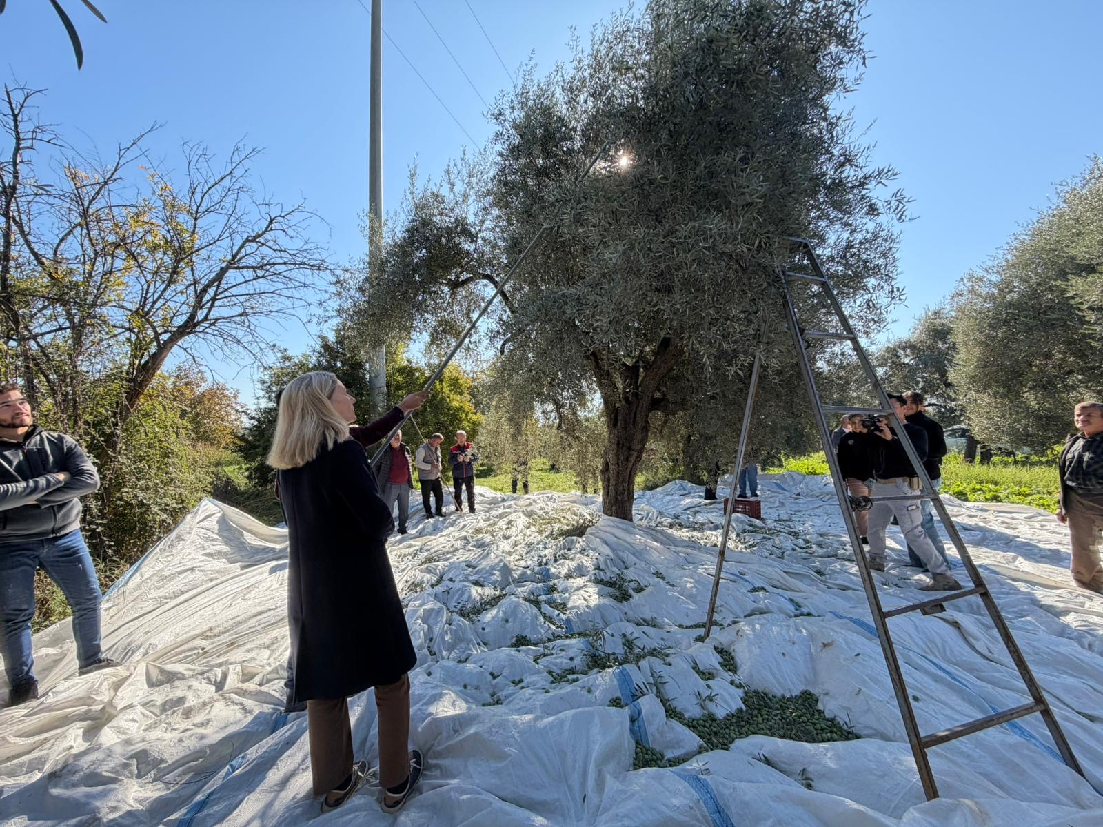 Nazillide Zeytin Sezonu Basladi Agaclardan Bereket Akiyor 614585 86C55504F36F22Ae9Dc12F5Da66C6862