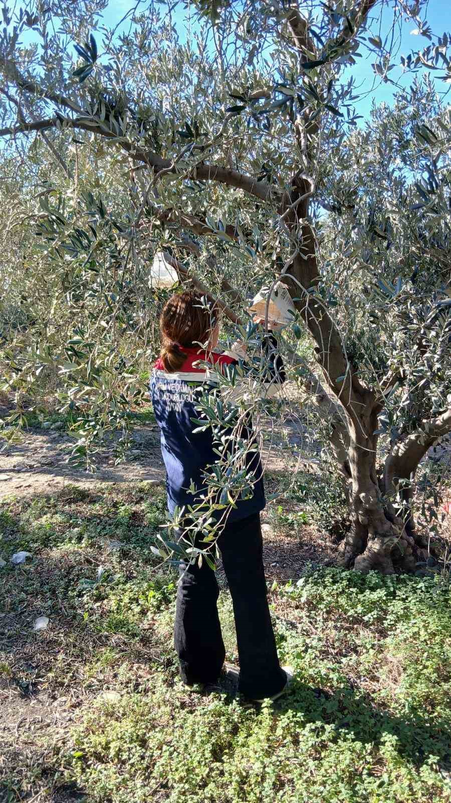 Sokede Zararli Populasyonunda Artis Goruldu 7592805Dbb50Faa3146A0393F1Faac9D