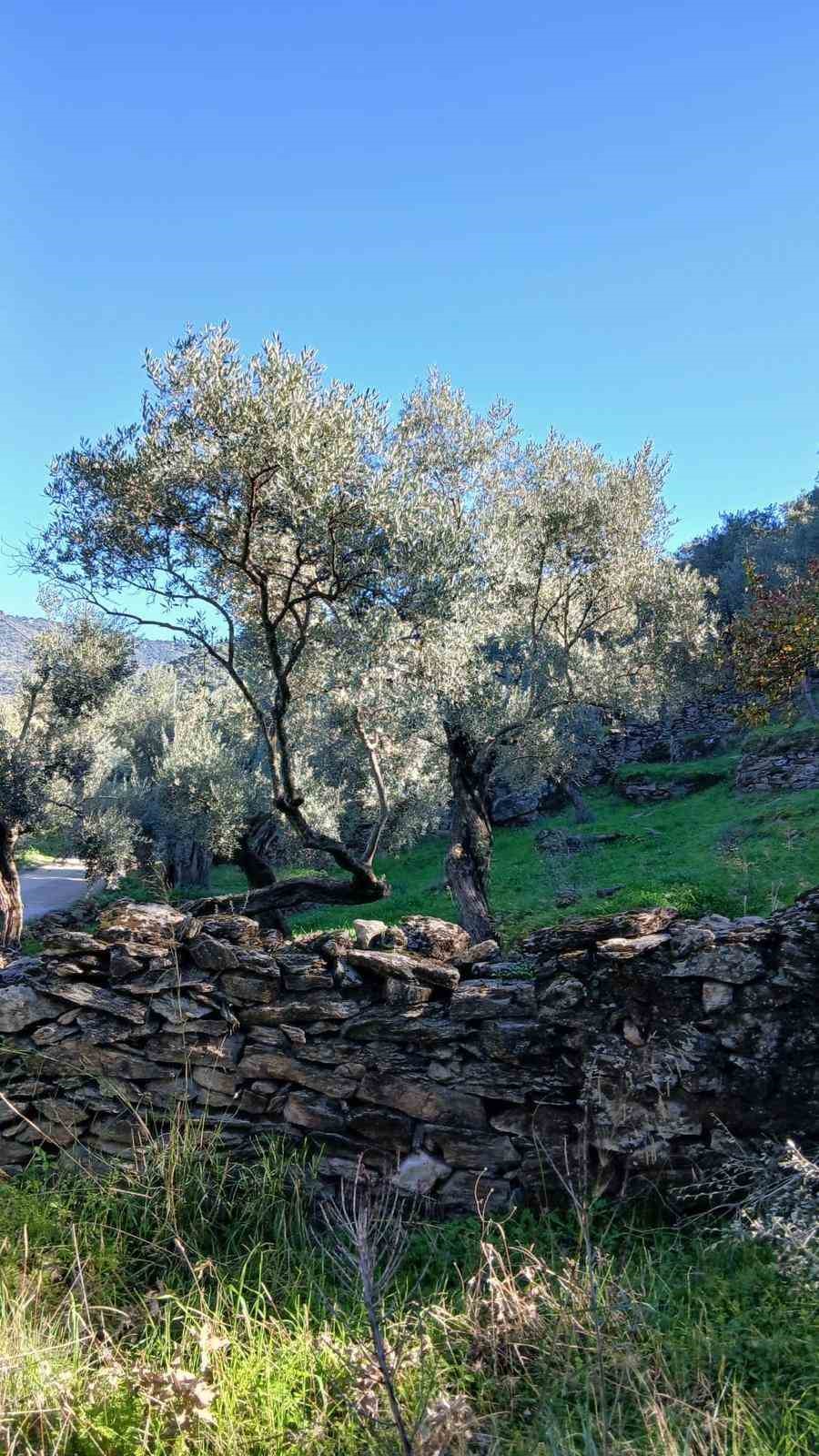 Sokede Zararli Populasyonunda Artis Goruldu 9597F9Eac45E01071A1Bb6B704E8B579