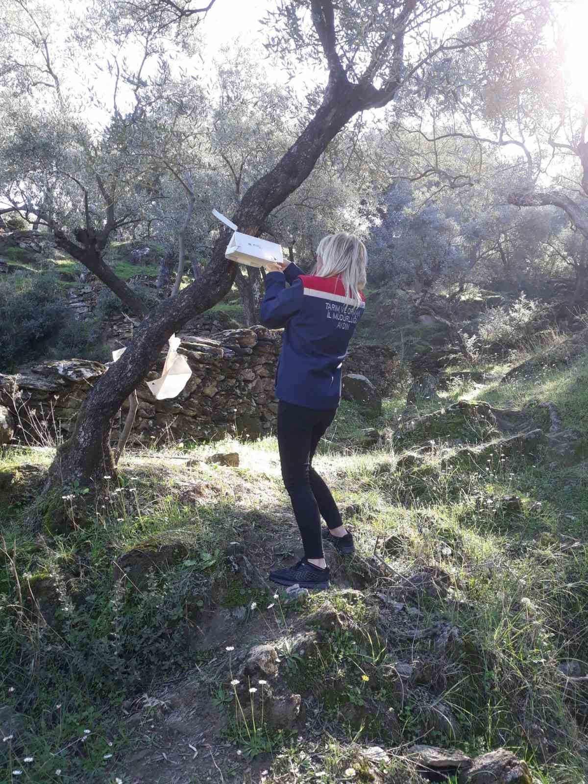 Sokede Zeytin Sinegi Mucadelesi Devam Ediyor Ca539E1A0D7C9E8A1F1D1192673E660F