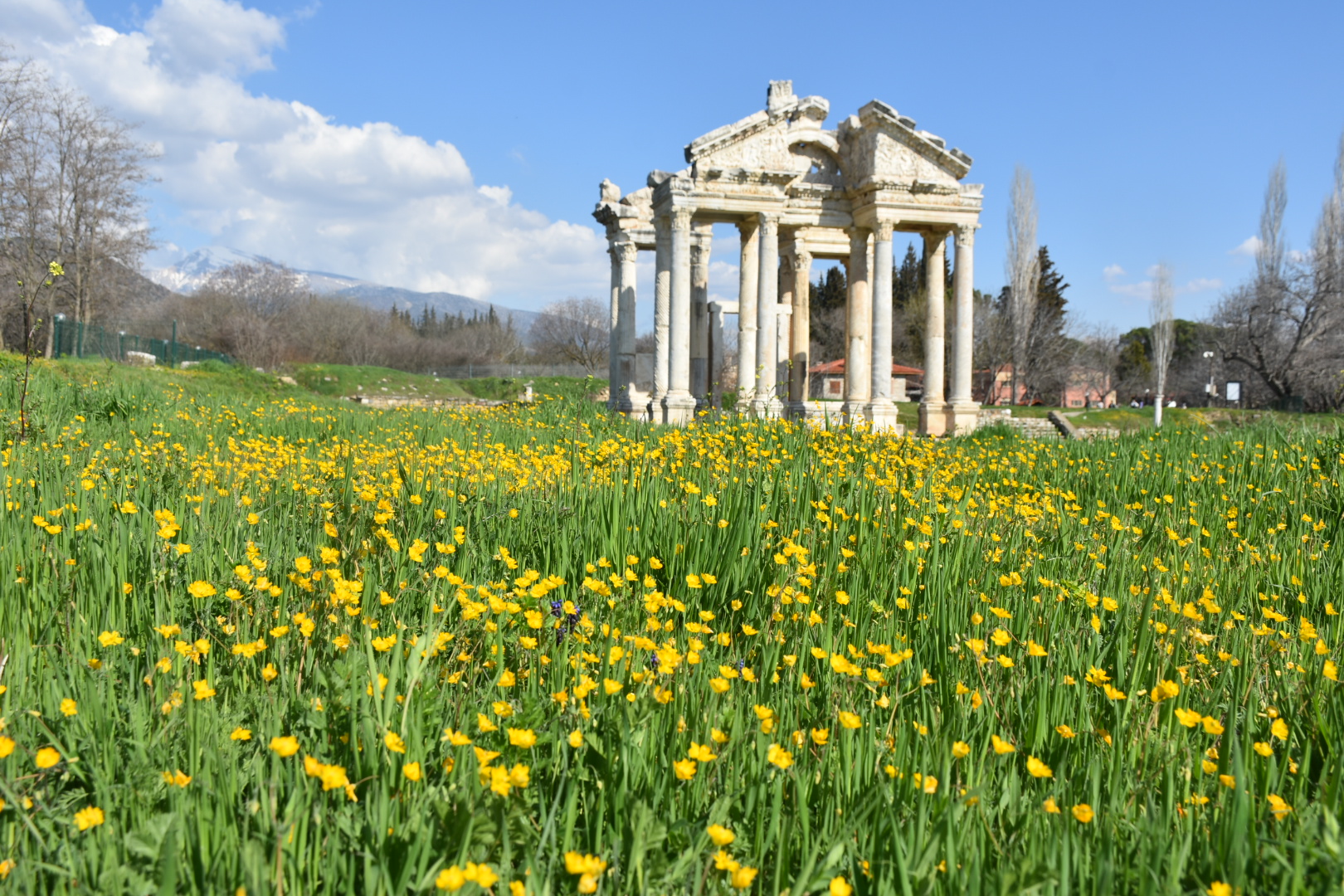 Afrodisias Antik Kentindeki Zeytinler Icin Ihale Yapilacak 620151 36Faaecbf370E34926753Eaefa9A2619