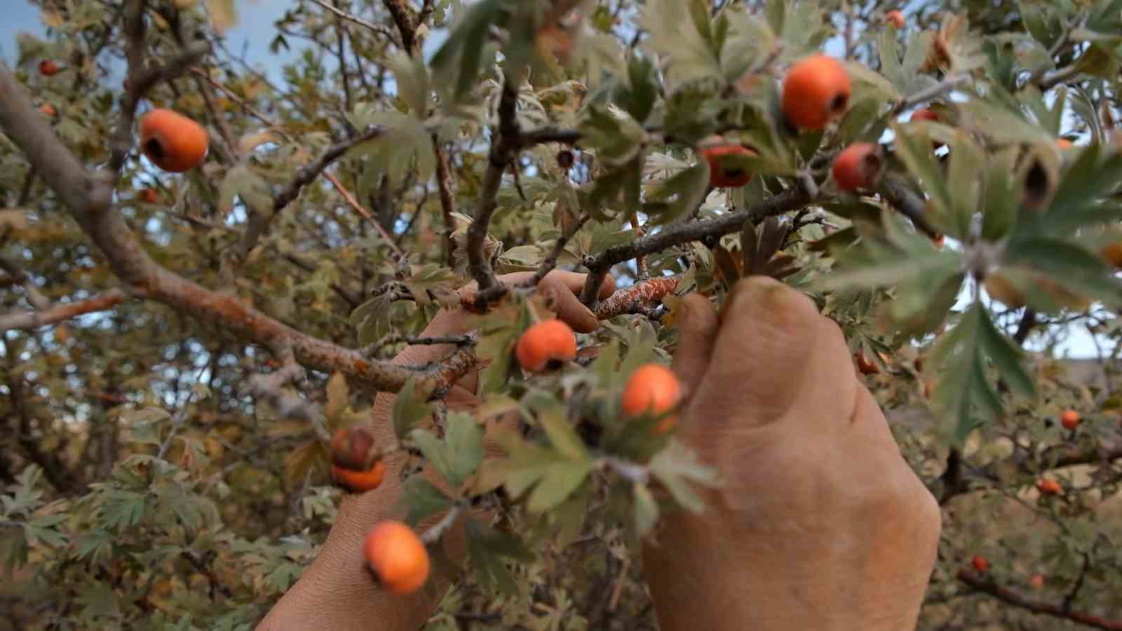 Alic Meyvesine Vatandaslar Ilgi Gosteriyor F19Cb429Addec52D6D682E5C40E17F8E