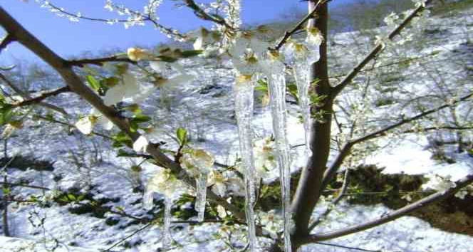 Aydin Icin Zirai Don Uyarisi 625204 Db254B635192E20A11A5D4435123Fb13