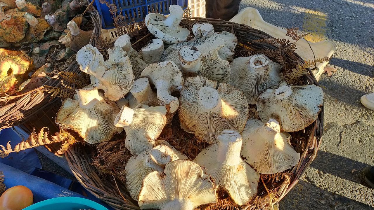 Aydindaki Dev Mantarlar Pazarda Ilgi Odagi Oldu 2D53A86Bae04Ce9721Bbed5019Ba3C6D