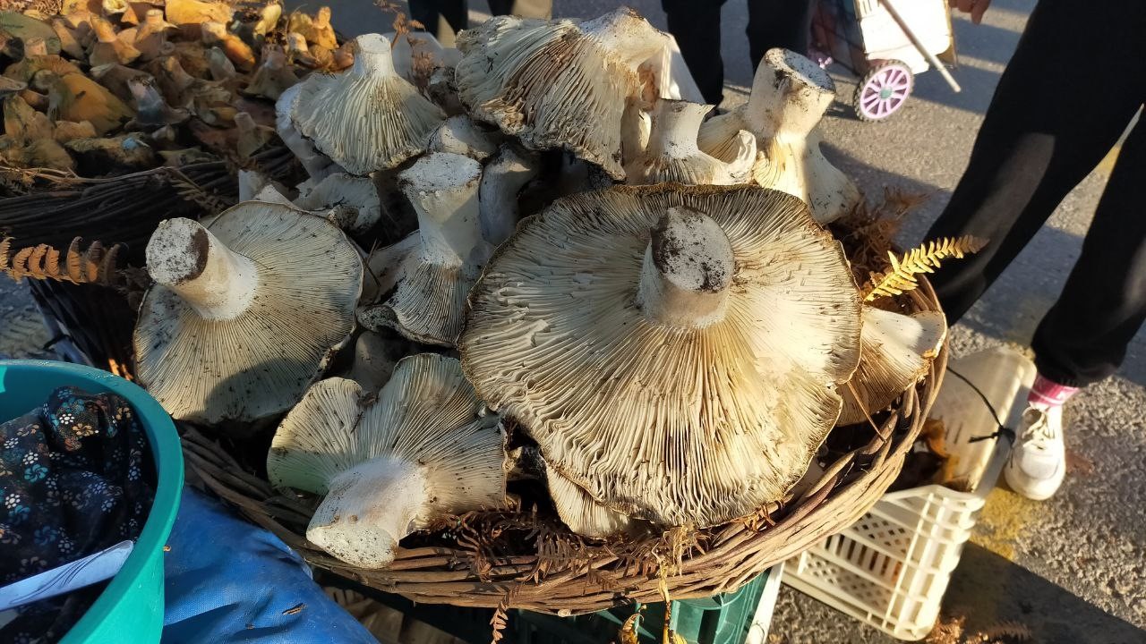 Aydindaki Dev Mantarlar Pazarda Ilgi Odagi Oldu 42Ccc7B61Ffb2474990593F7B39E2B5A