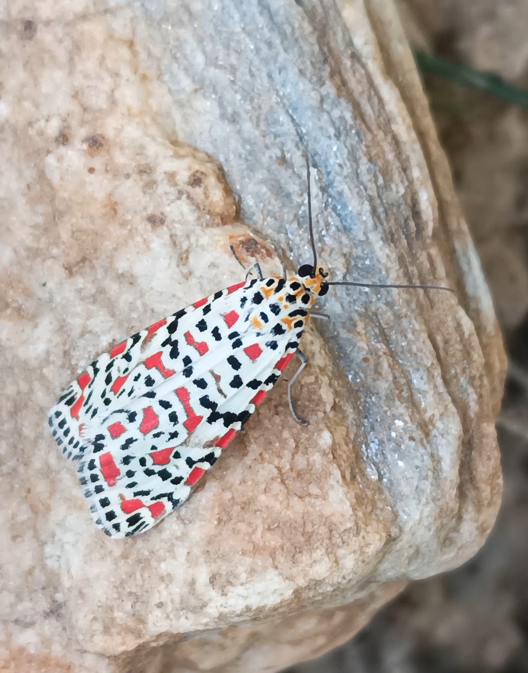 Bir Doga Harikasi Kizil Benekli Guve 621988 8Dc6358E900B62Fc11B94C64Dfec22Bd