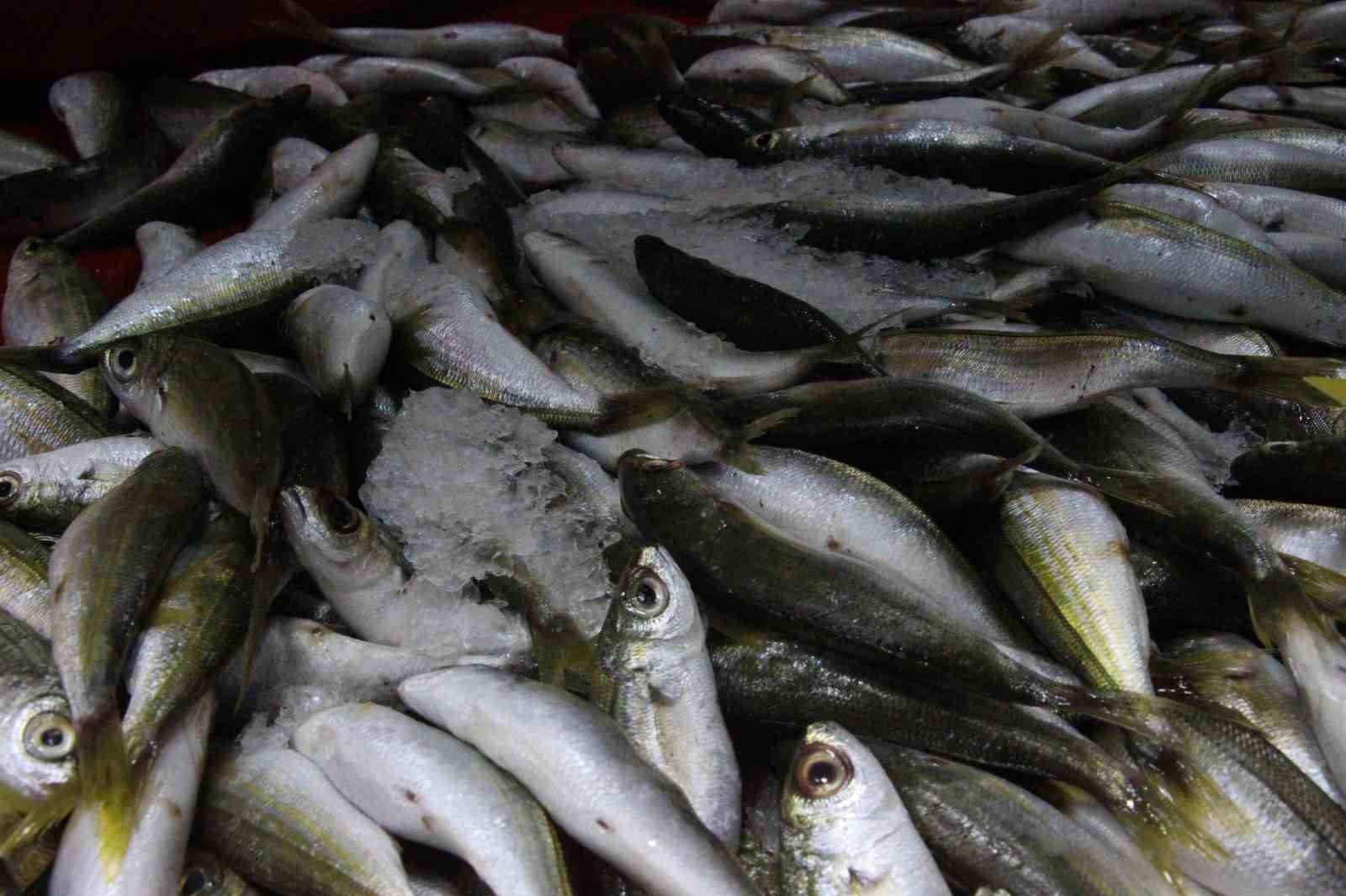 Bozdoganda Balik Tezgahlarinin En Cok Tercih Edilen Cesidi Hamsi Oldu D938F143Dc51Ea419904Fc380C9810E0