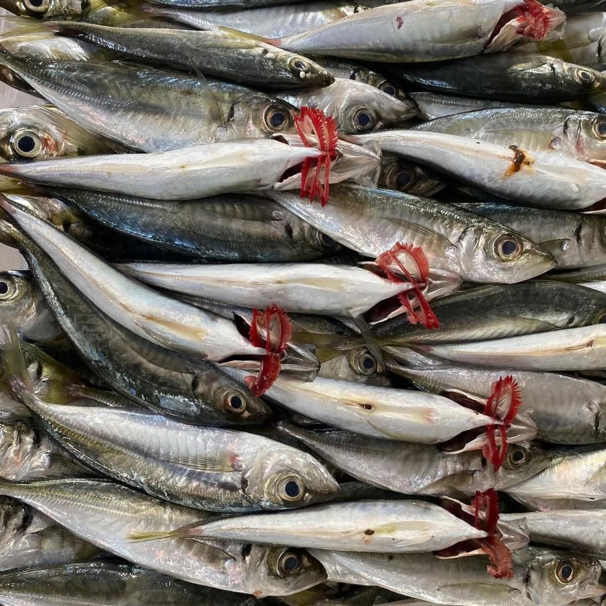 Buharkentte Ogrencilere Su Urunleri Bilinci Asilandi 619941 F49Ab34Ef3C7668262B58A120F324Bfb