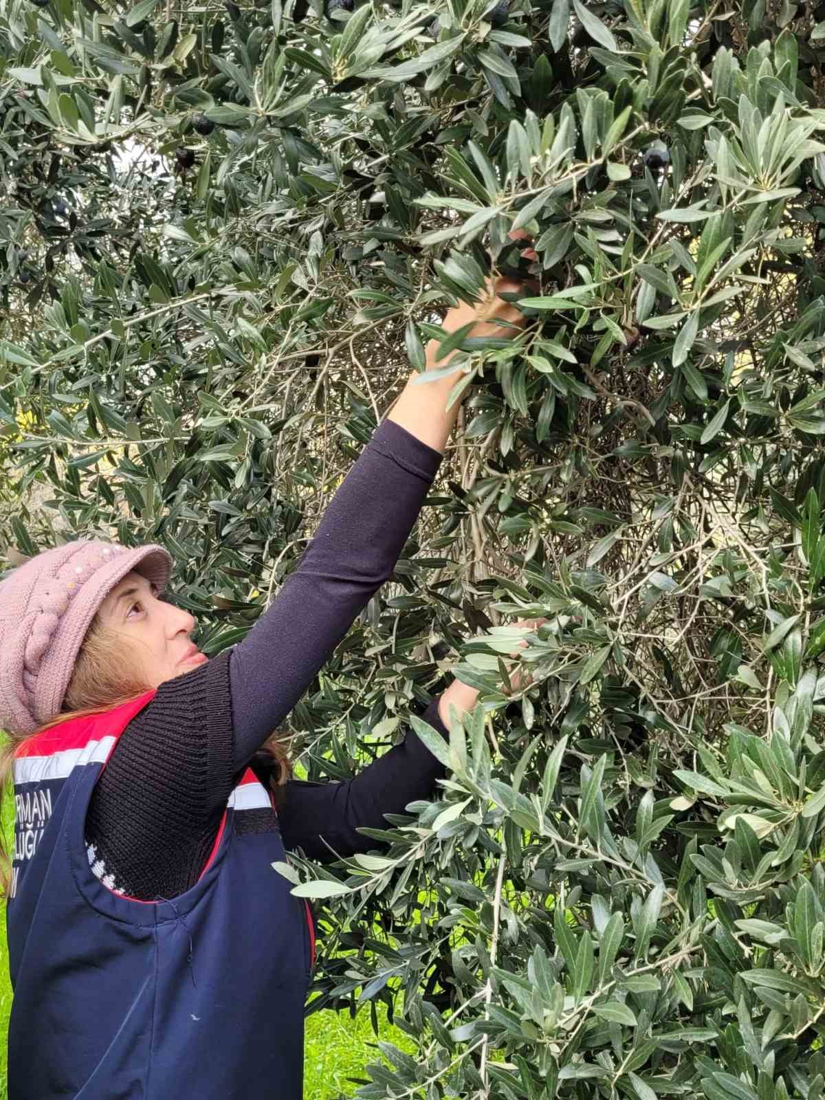 Buharkentte Saglikli Gida Icin Pestisit Denetimi 20334Dc9D52E857Adc3D03Ad2E45D46B