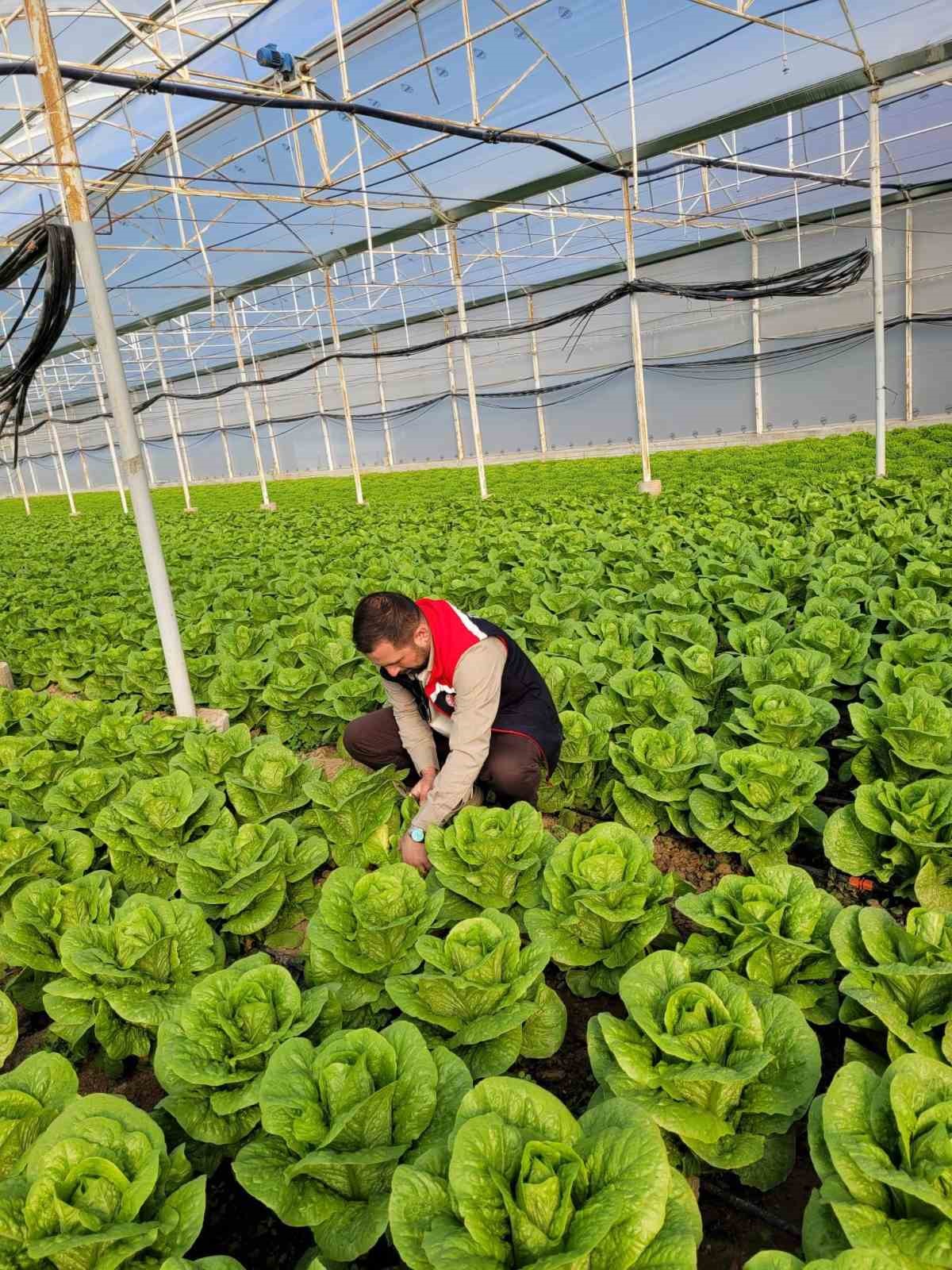 Buharkentte Saglikli Gida Icin Pestisit Denetimi 8Da50658041F28A6941669819381D2C5