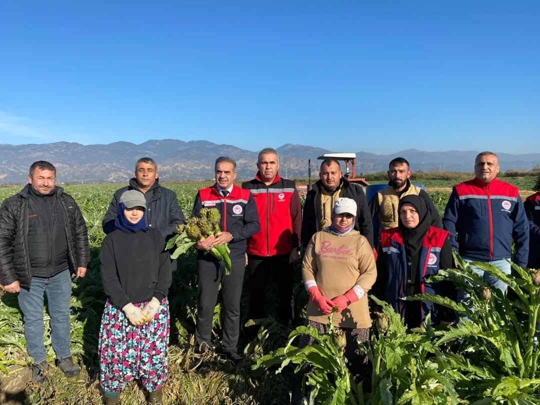 Cografi Isaretli Aydin Enginarinda Yilin Ilk Hasadi Yapildi 252D2696Fcc904Cb5Dba3A2A2D20Cb56