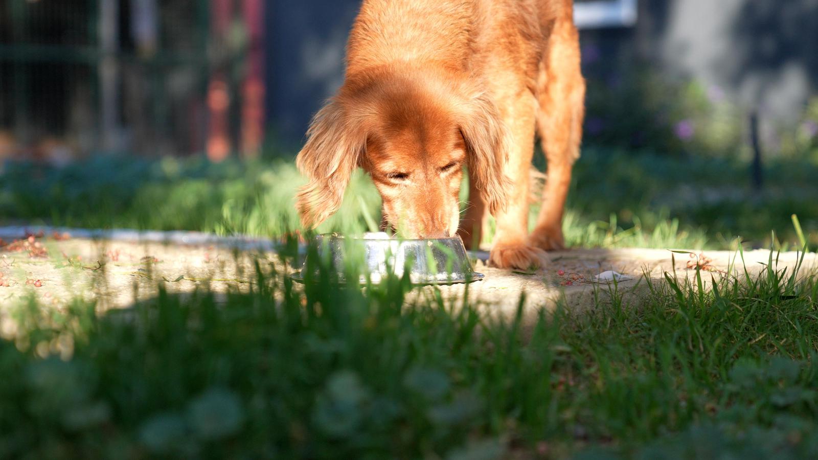 Didimde Her Geri Donusum Can Dostlarimiza Umut Olacak 621466 Bef9F93499D3C7071270Bef580807C5C