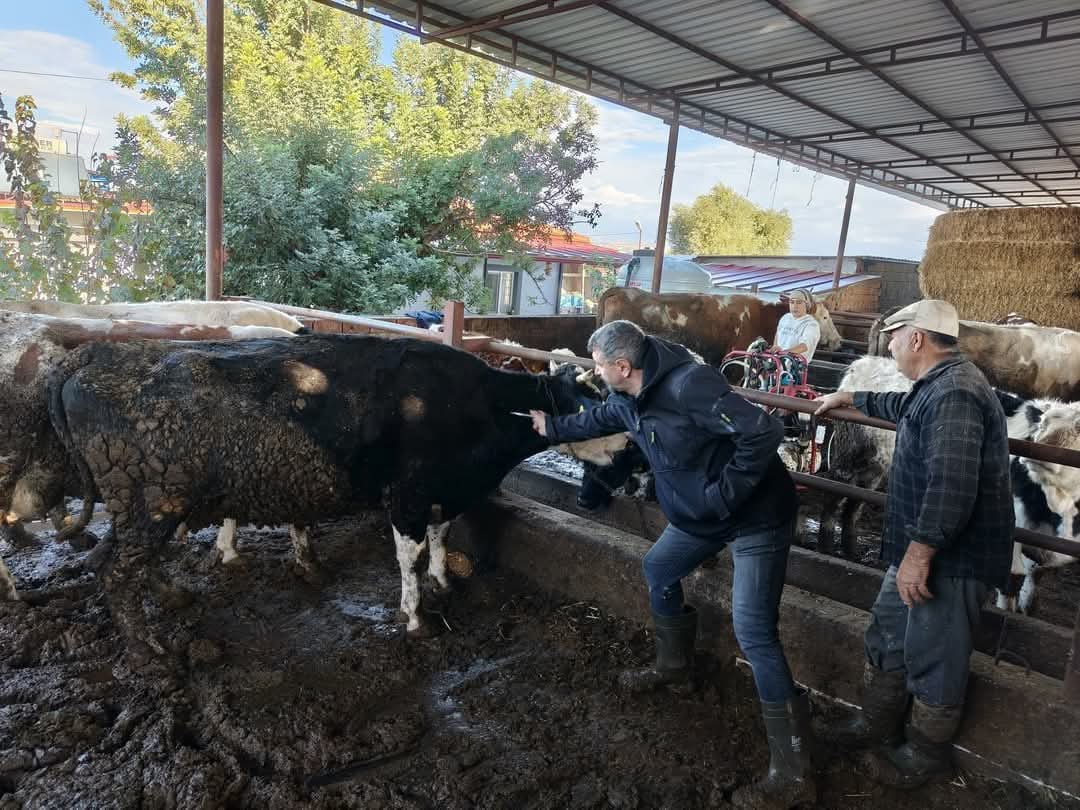 Didimde Sap Asisi Devam Ediliyor 618674 39054Aaa682Ea16B530C62Ce17A9C2A9