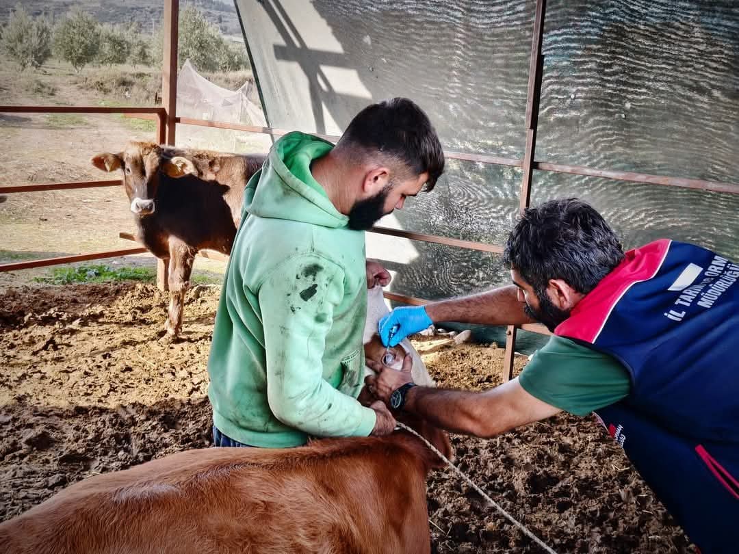 Didimde Sap Asisi Devam Ediliyor 618674 3B8966A25D96B80473C070E7054C2132