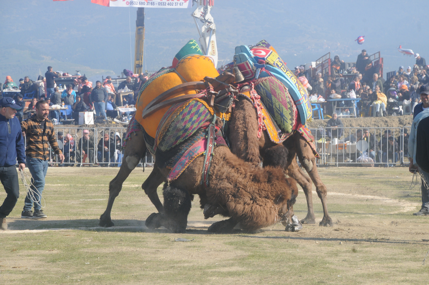 Eski Baskan Akindan Cagri Deve Guresleri Yapilsin 625453 5D1335411Ec250Ba19152C1D603F2B2F