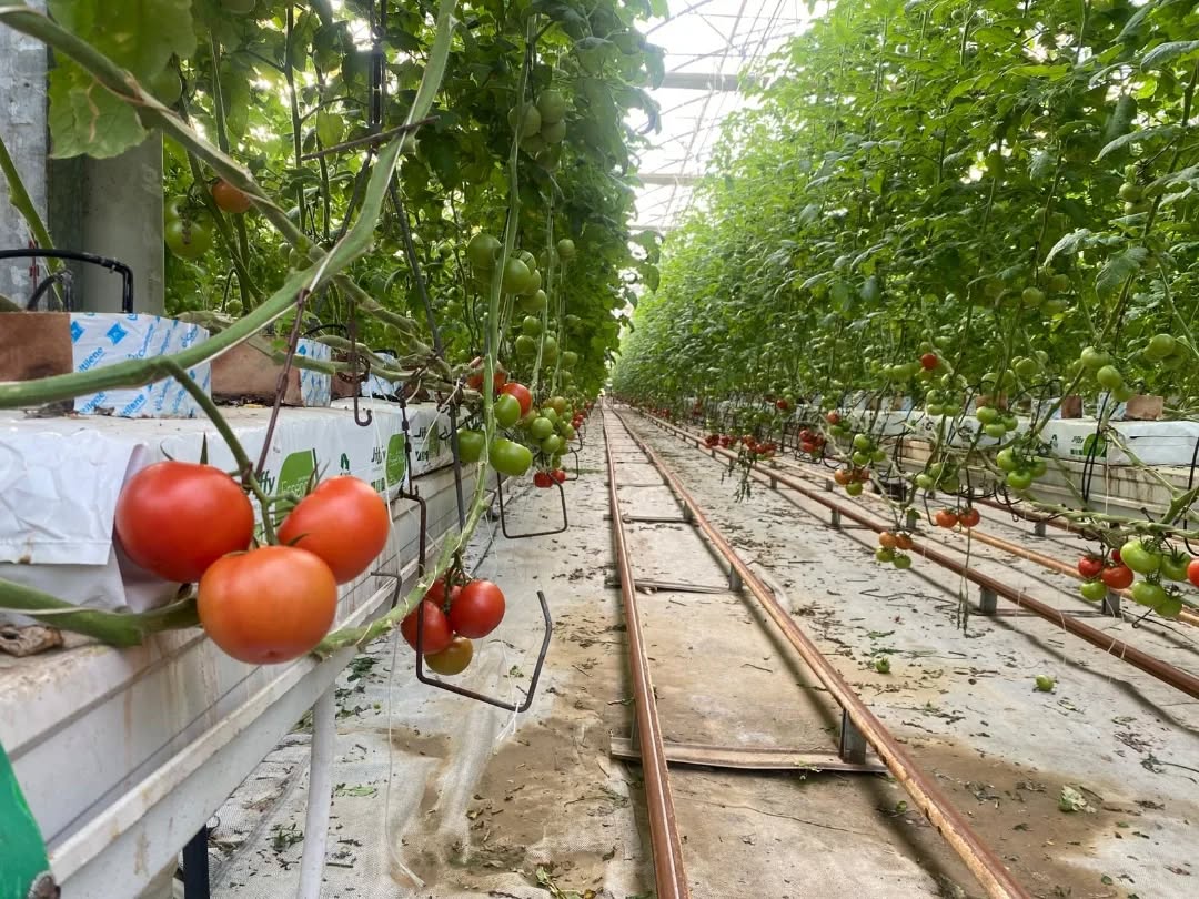 Germencikte Modern Serada Domates Uretiliyor Il Muduru Temiz Hasada Katildi 620635 222170Af1154976A01B2Ef279C5953B1