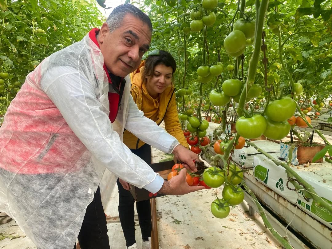 Germencikte Modern Serada Domates Uretiliyor Il Muduru Temiz Hasada Katildi 620635 90073A9249A126751A3157257662907B