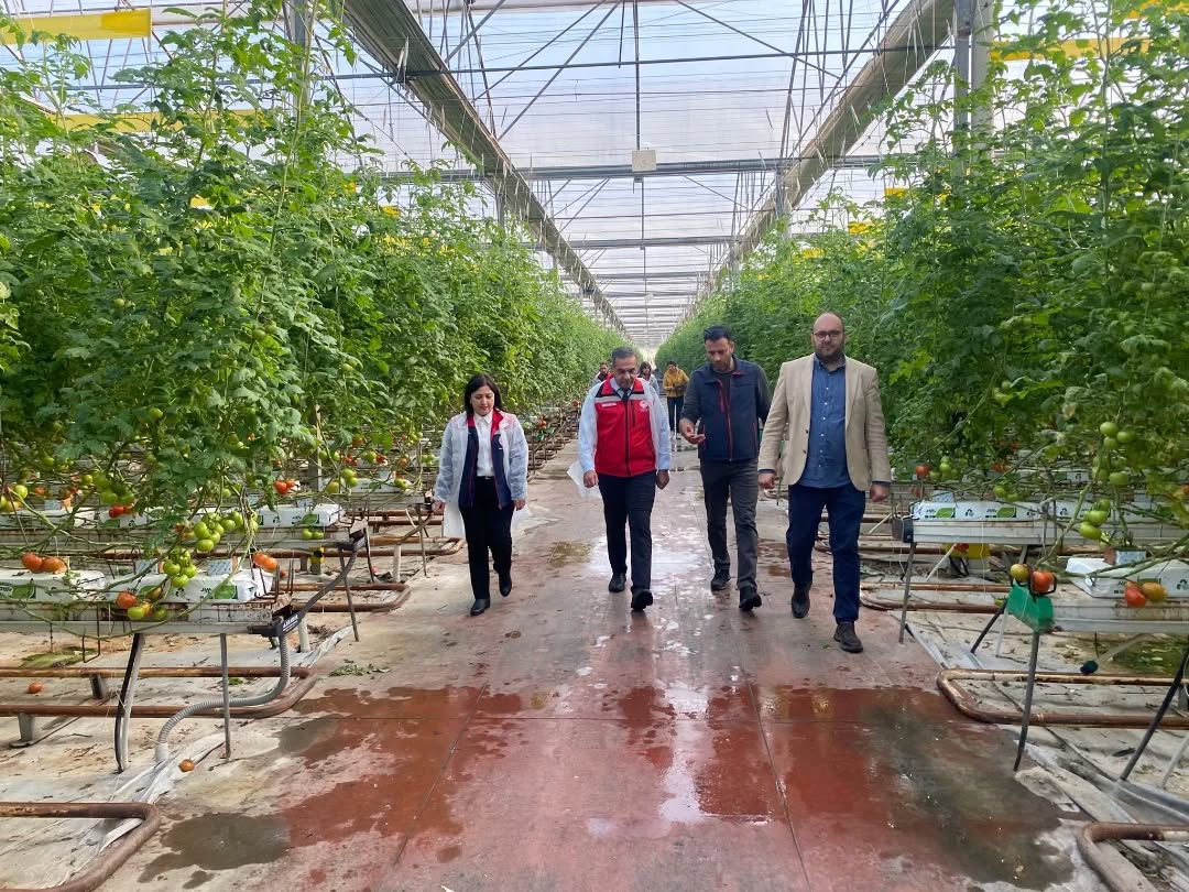 Germencikte Modern Serada Domates Uretiliyor Il Muduru Temiz Hasada Katildi 620635 E13C77Ef3F04A2677A84Cd6Fdfaadcb8