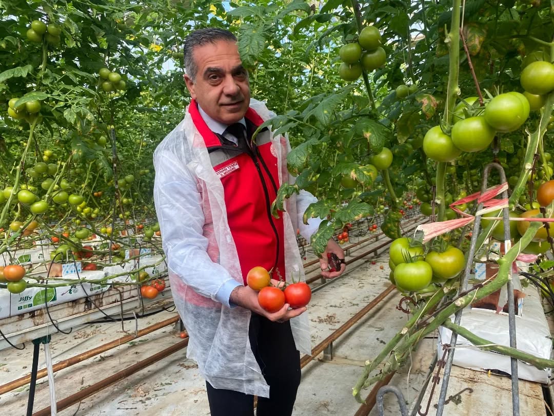 Germencikte Modern Serada Domates Uretiliyor Il Muduru Temiz Hasada Katildi 620635 Ec768274Bc930Fdfe42Ce2843Cfdca93