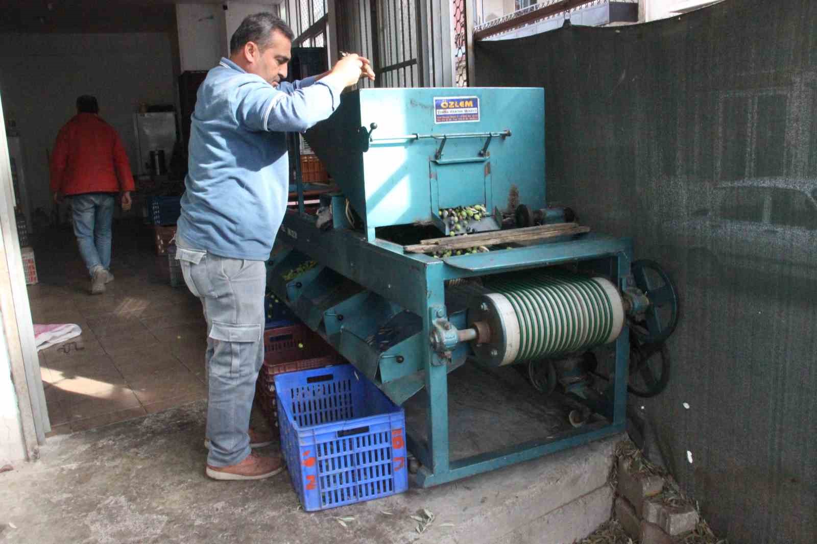 Hasat Edilen Zeytinler Boyuna Gore Ayriliyor Fiyati Kaliteyle Sekilleniyor A83E57741F7Aa4D310755Dc10724F927