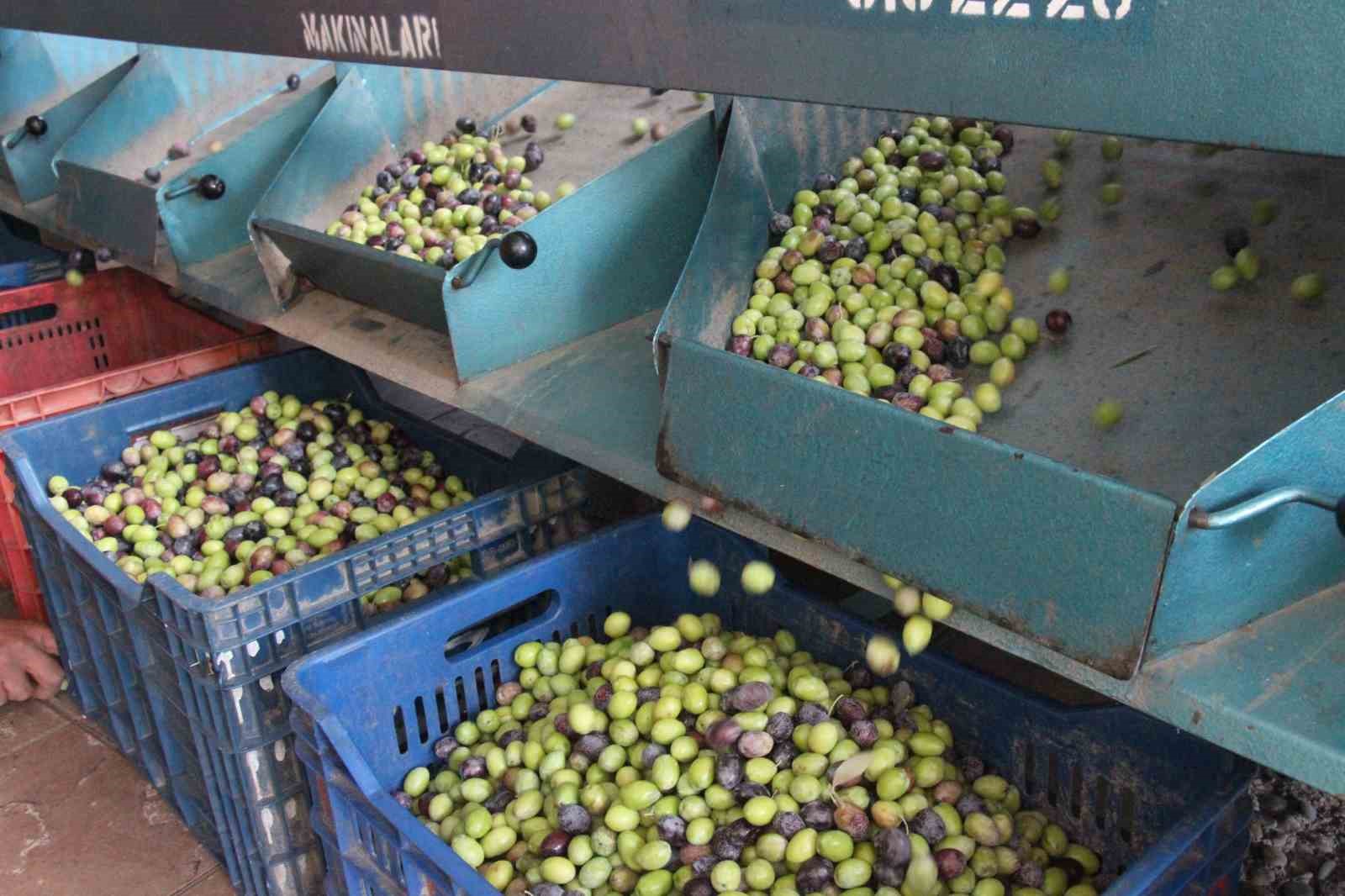 Hasat Edilen Zeytinler Boyuna Gore Ayriliyor Fiyati Kaliteyle Sekilleniyor Ff67Ee241Eb3B500140D27D9Bc1A51D9