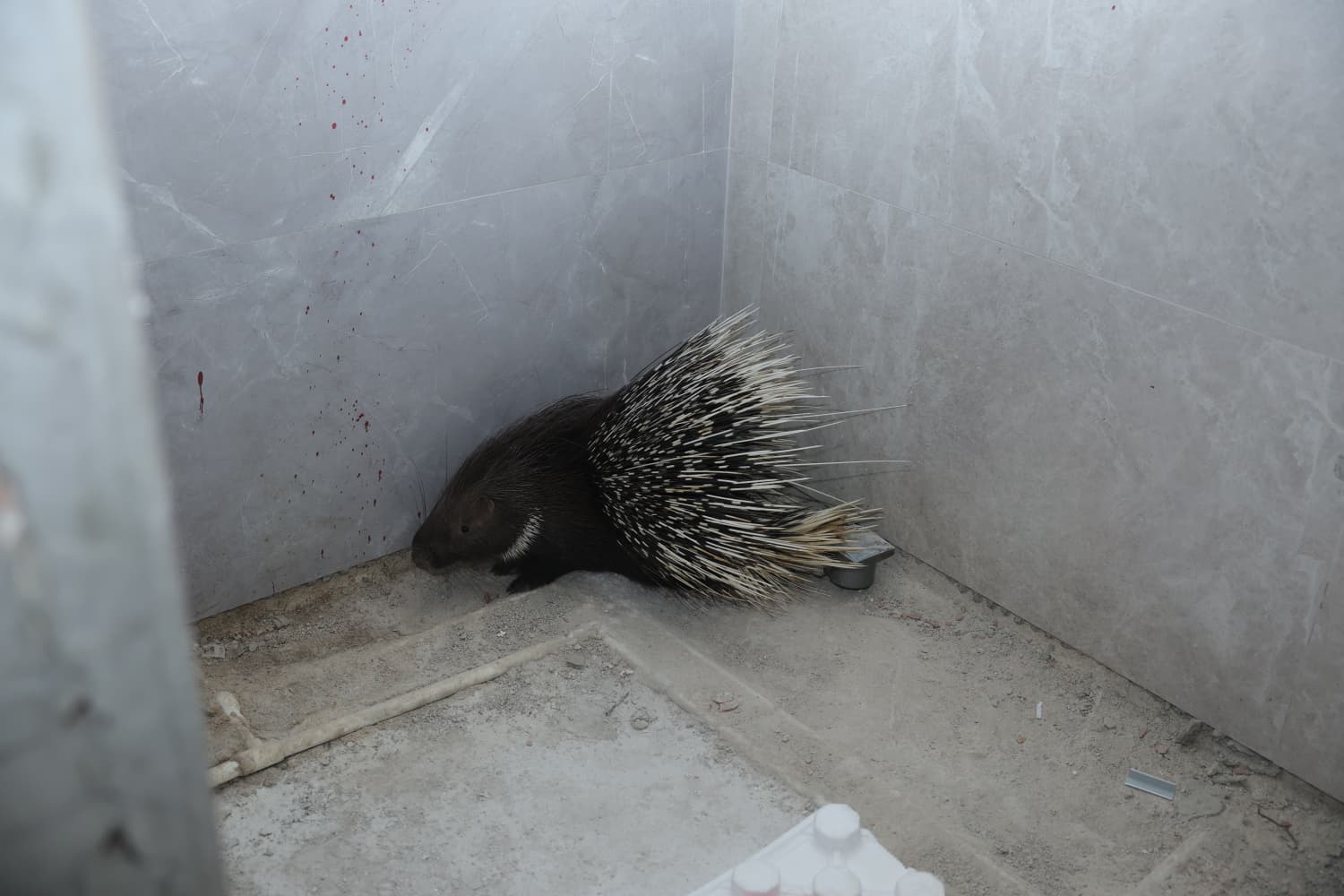 Incirliovada Nesli Tehlikedeki Kirpiye Hayat 619505 70Bacc9126A39Bb8Bf74136874612B66