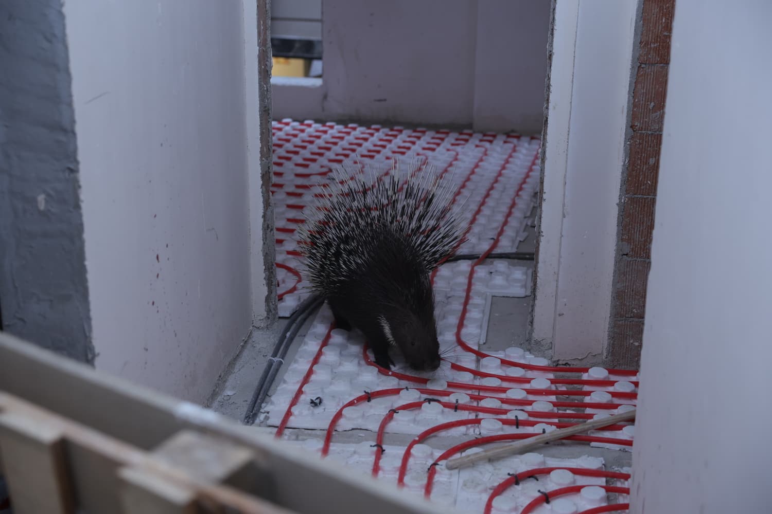 Incirliovada Nesli Tehlikedeki Kirpiye Hayat 619505 Ea0Cb48D911266Ad2664577Dfe01E59C