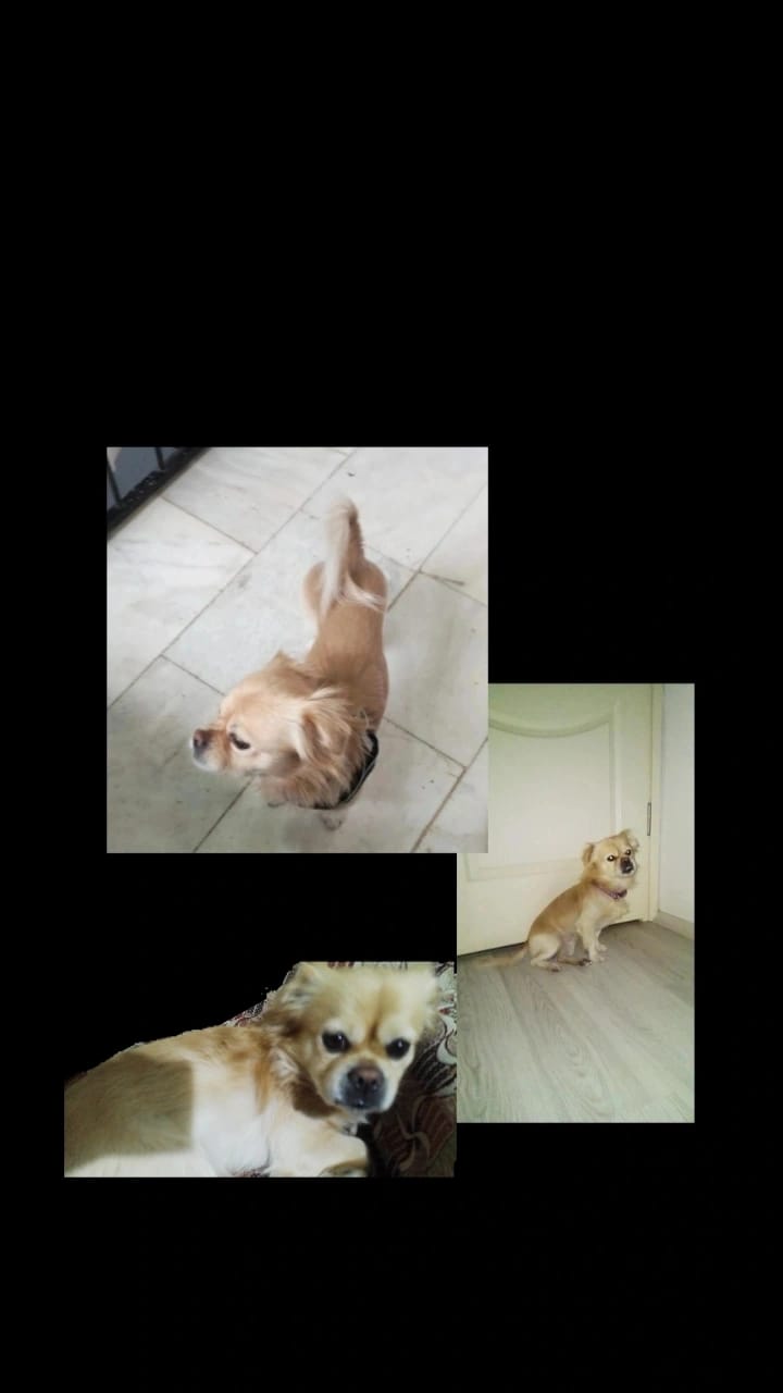 Karacasuda Rifki Araniyor 625626 29D546Fff94E0Cf6Aca041F3Dde804Fb