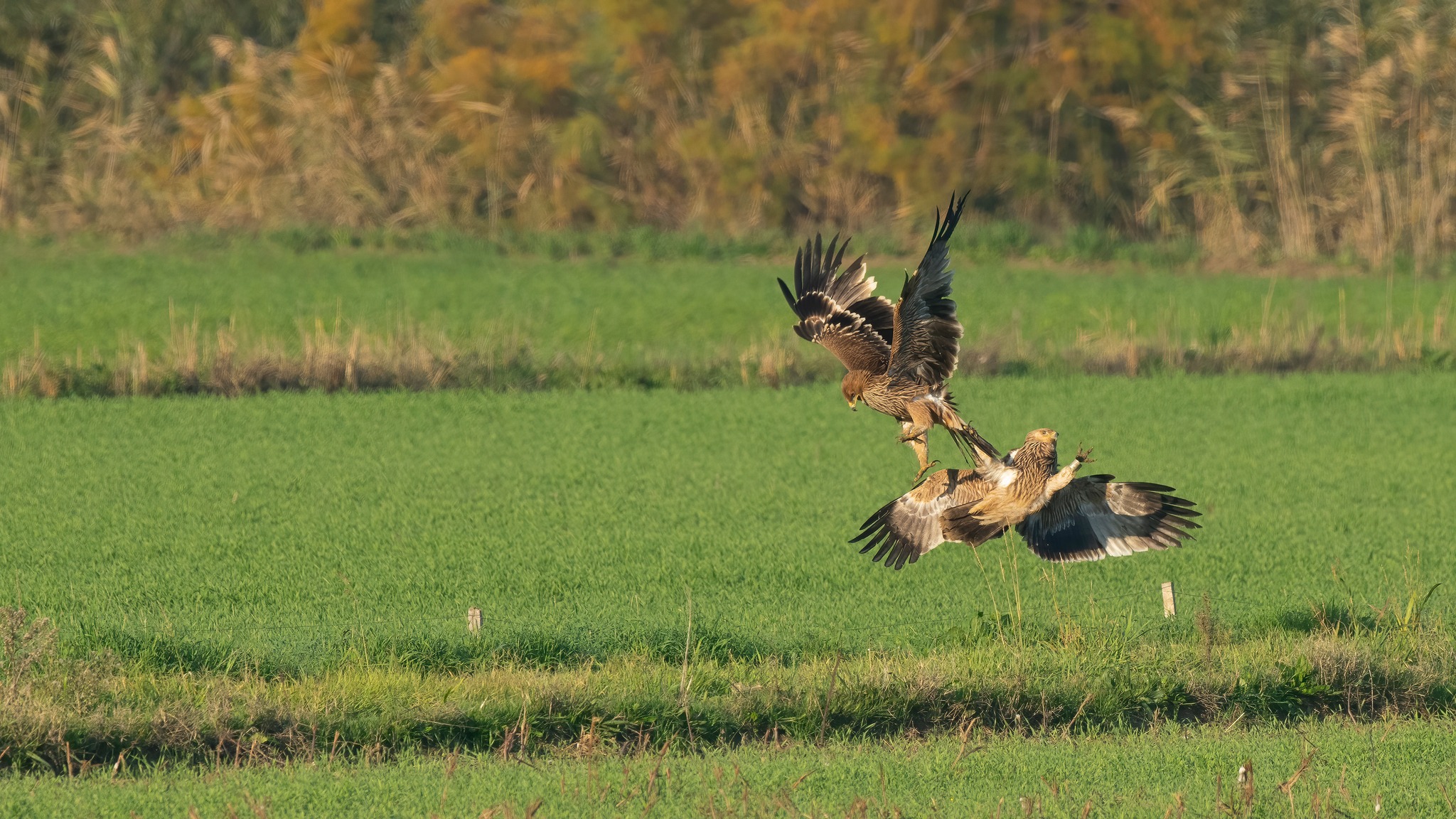 Koruma Altindaki Sah Kartallari Buyuk Menderes Deltasinda 620596 Cec989F3Cd61D53Fa70F53Fc7Fc8F017