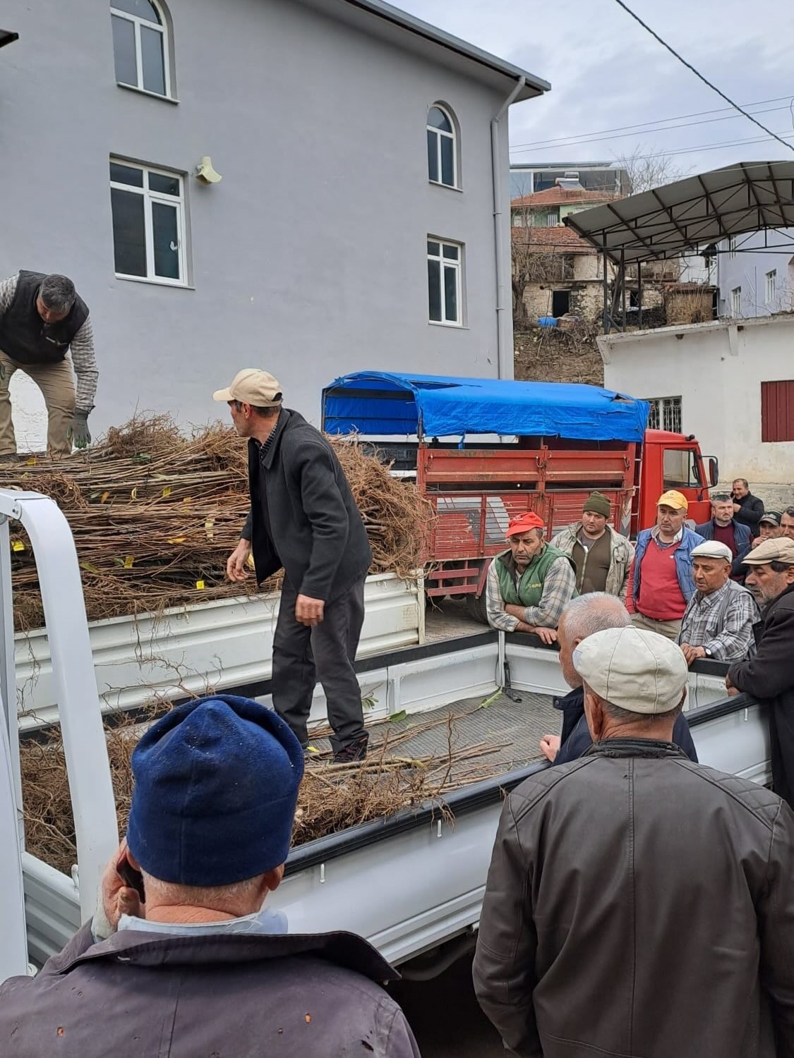 Koskte Koklu Kestane Fidanlari Ureticilere Dagitildi 07B43F65B54691600C8A2A336F2048C4