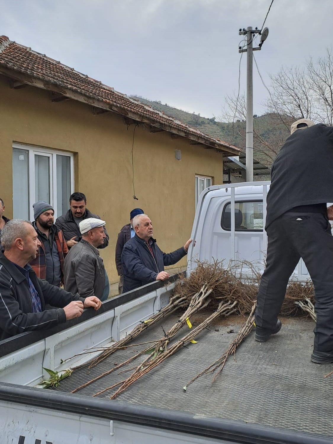 Koskte Koklu Kestane Fidanlari Ureticilere Dagitildi A4B8E16Bc3Ade6967Fc0Ab5598B751D6