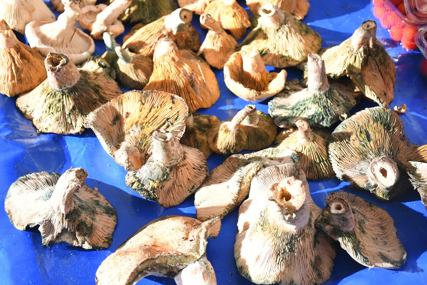 Kusadasinda Yerel Uretici Sergisinin Tezgahlari Kisa Ozgu Sebze Ve Meyvelerle Doldu 074C07Cdda808444B693Eee9C70Ad975