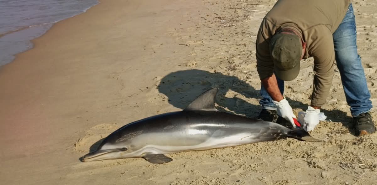 Kusadasinda Yurek Burkan Manzara Tirtak Yavrusu Kiyiya Vurdu 624371 6D2C2400Fd85736Ec33B2A5B450Db148