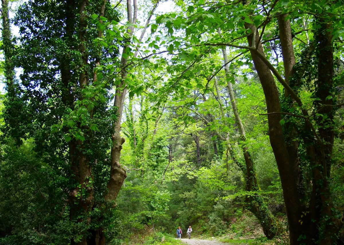 Milli Parkta Acilacak Yangin Yolu Kusadasinda Tartisma Yaratti 619916 A4Ddd3C09F0Dcf966A1B84B944B85574