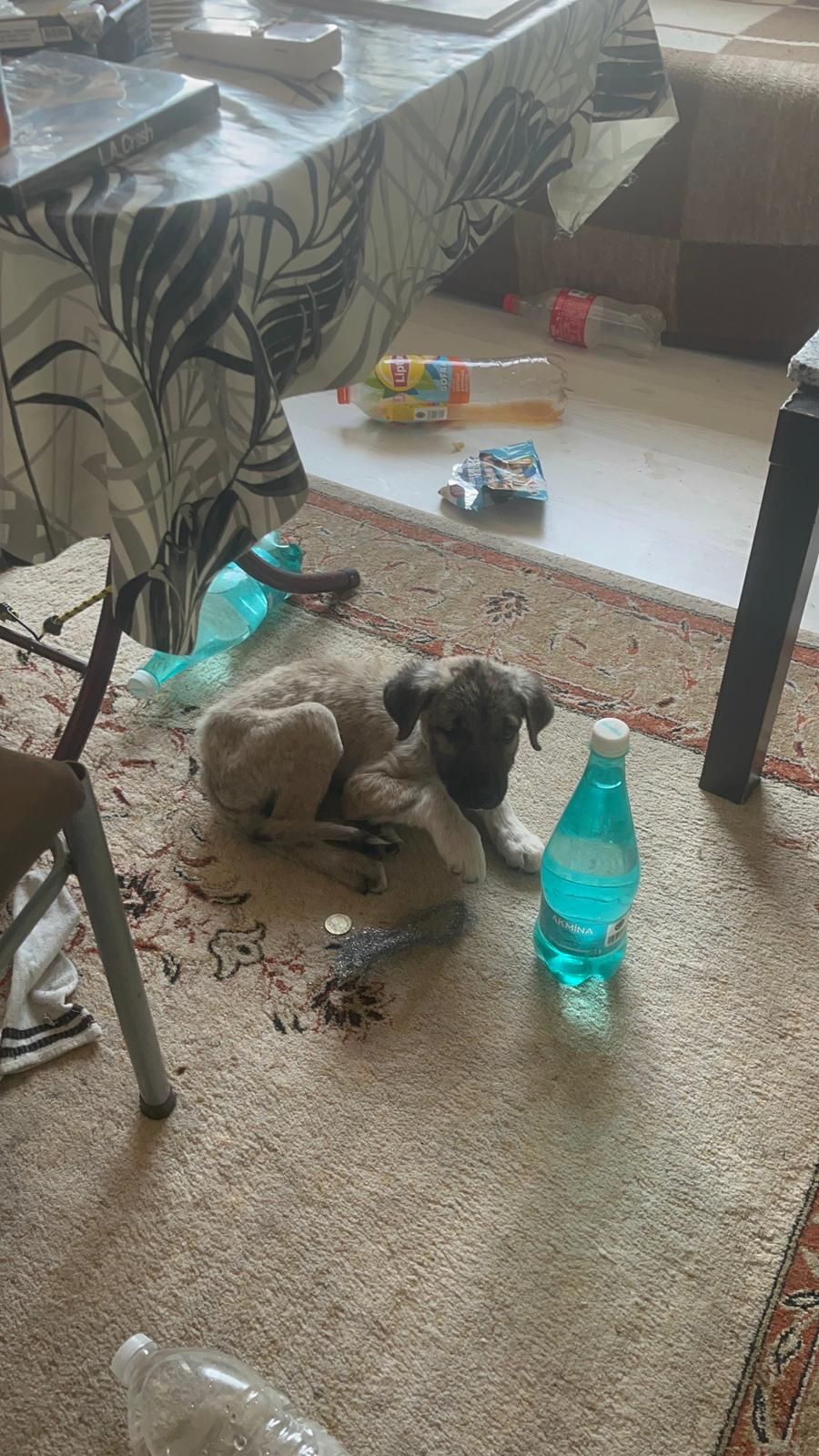 Muhtarin Duyarliligi Bir Cani Kurtardi Nazillide Kopek Kurtarma Operasyonu 623343 24B7Eabe014D81053F748Dbddb042367