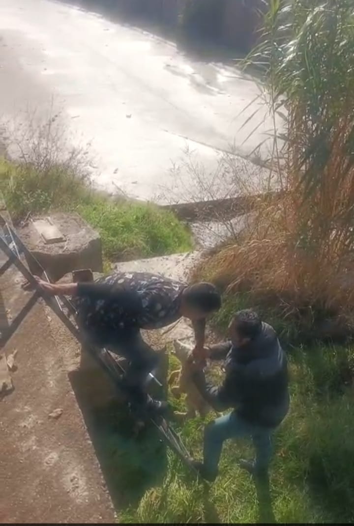 Nazillide Kurtarma Operasyonu Dere Yatagina Dusen Yavru Kopegi Belediye Ekipleri Kurtardi 618813 80B64Cefd810Fab7873Cc8731611Eab5