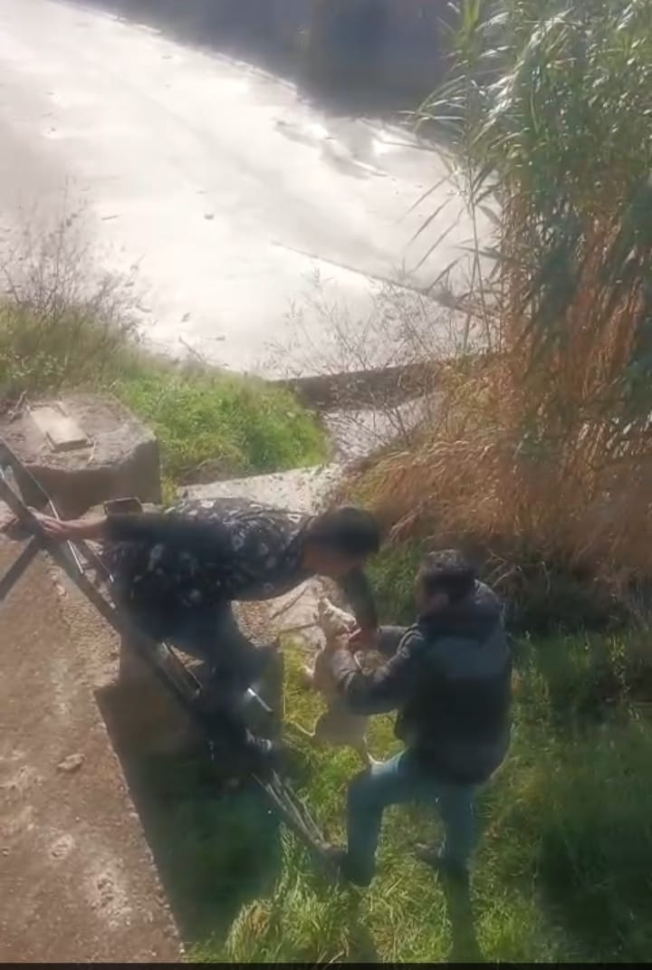 Nazillide Kurtarma Operasyonu Dere Yatagina Dusen Yavru Kopegi Belediye Ekipleri Kurtardi 618813 D4C2Bd36618E62E1A9843E4Ce93F877C