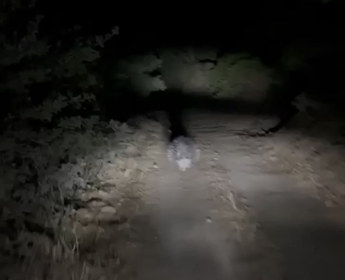 Oldurmenin Cezasi 5 Bin Lira Oklu Kirpi Nazillide Goruldu 625220 434C86A81B96F48Aad9A47D69D4E2Aac