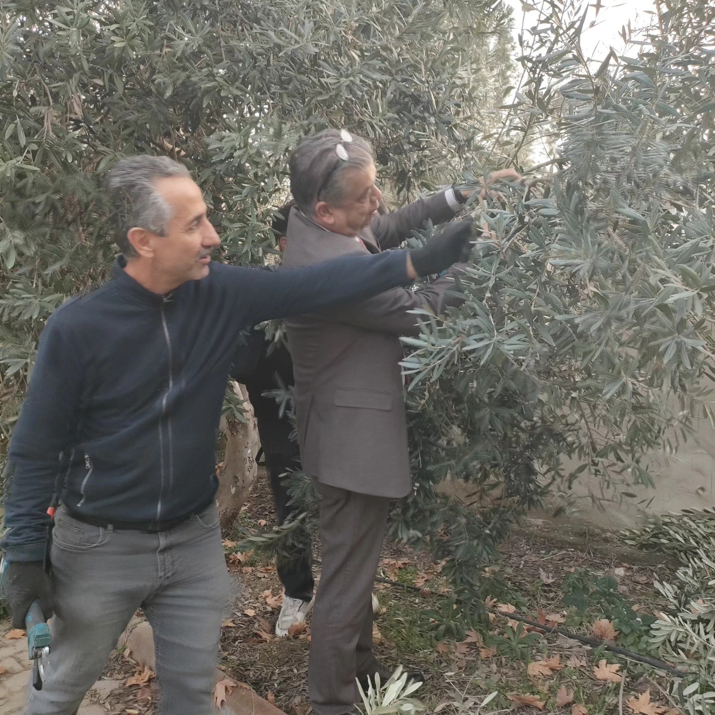 Sultanhisarda Zeytin Budama Kursu Basladi 1Bebb157F132Bc432429755D2F11494D