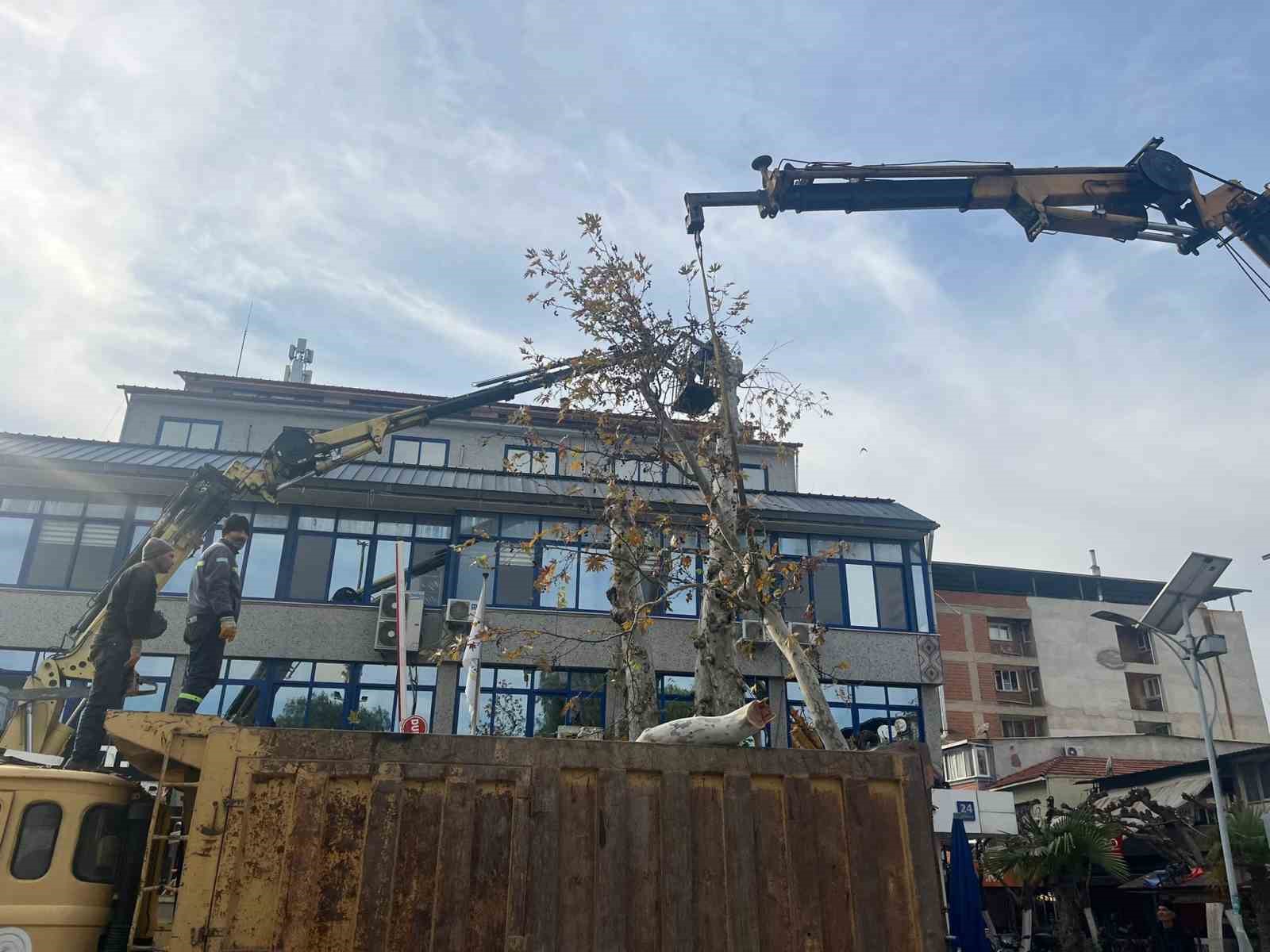 Yasi 200E Yaklasan Cinar Agaci Budandi Ebd89E5887C62F041286A6182D84Ba3B