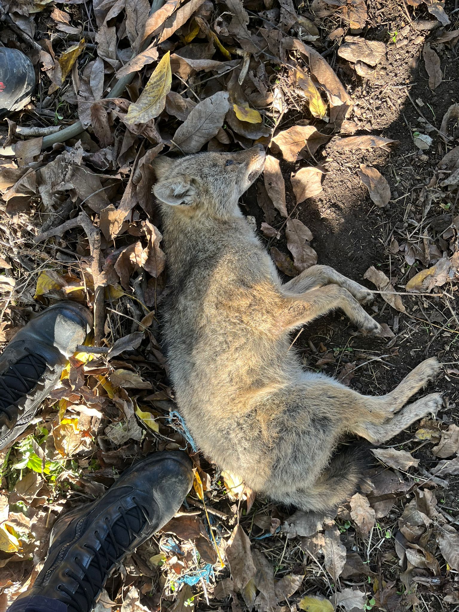 Yenipazarda Cakal Operasyonu Itfaiye 32 Metrelik Kuyudan Cikartti 618824 9694Aec58B808501C95Ceceaa83917E8